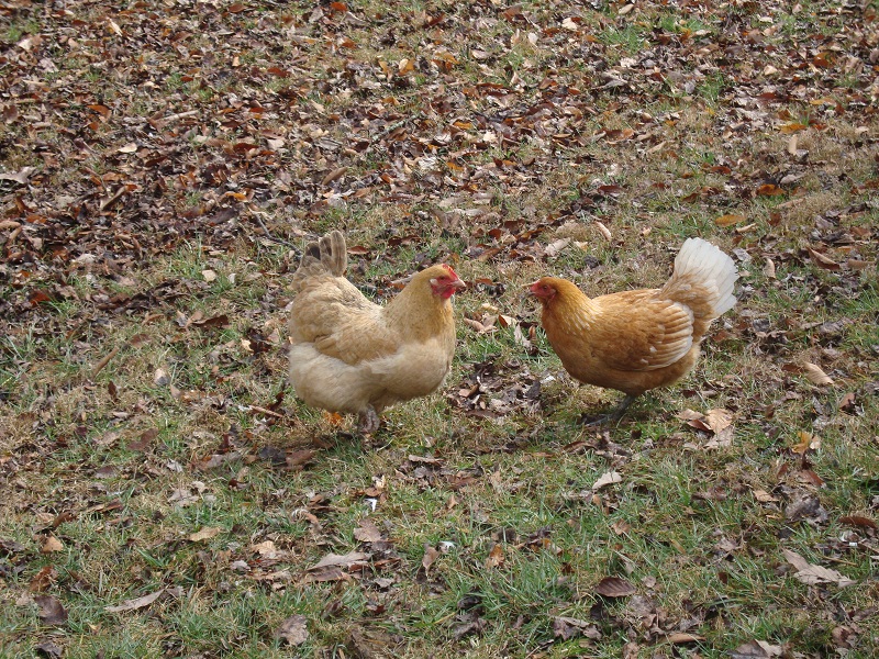 chickens blend with leaves