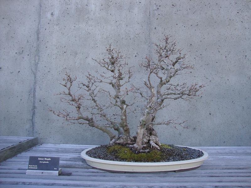 Amur Maple bonsai