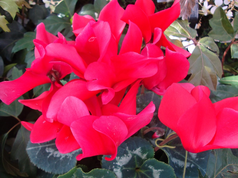 Cyclamen persicum