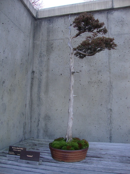 Eastern Red Cedar bonsai