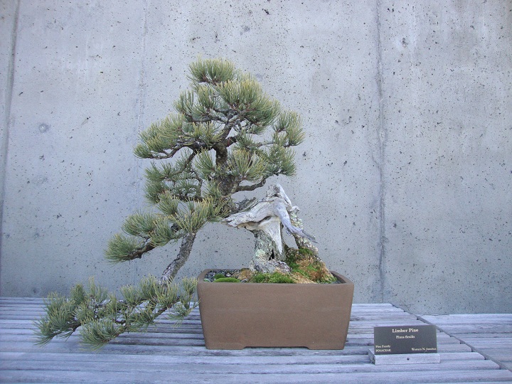 Limber Pine Bonsai