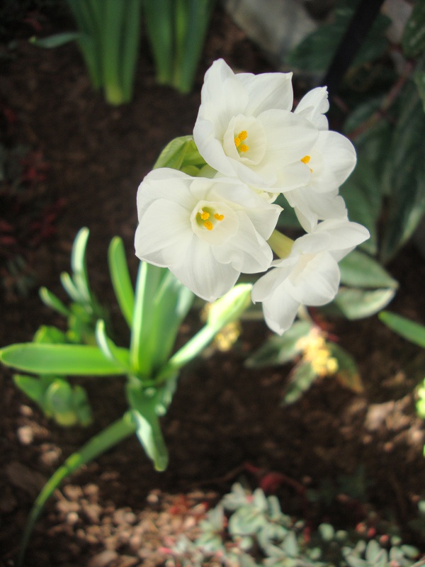 Narcissus papyraceus 'Ziva Paperwhite