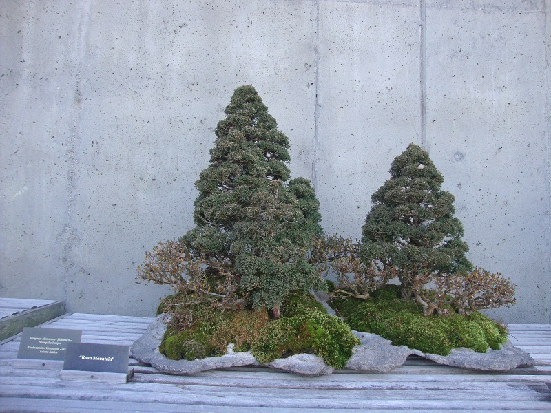 Roan Mountain bonsai