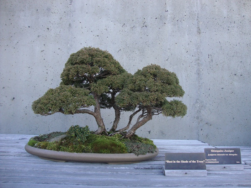 Shimpaku Juniper bonsai