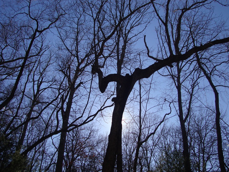 dancing tree at arboretum