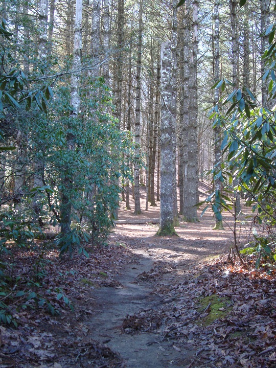 forest at john rock