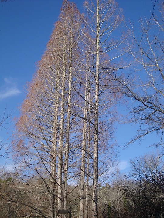 lovely trees at arboretum