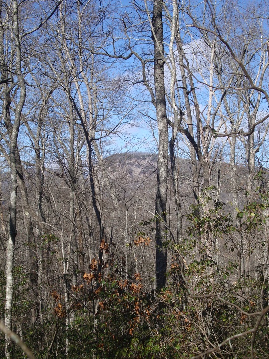 rock through the trees john rock