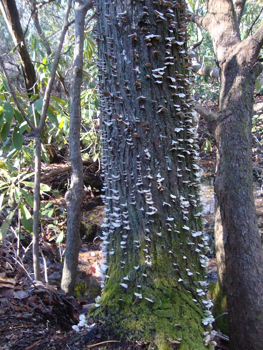 seashell tree color