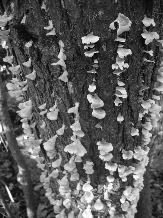 seashell tree