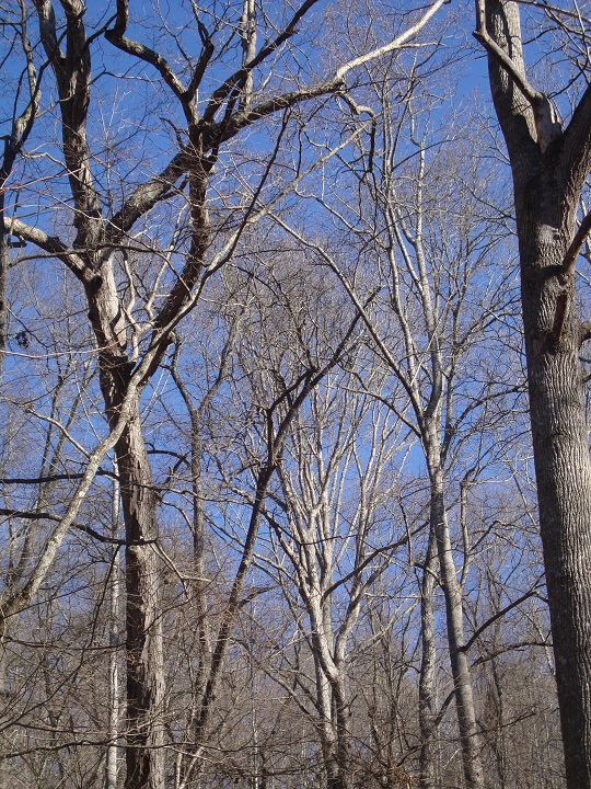 on the arboretum hiking trail