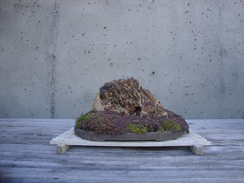 unnamed bonsai