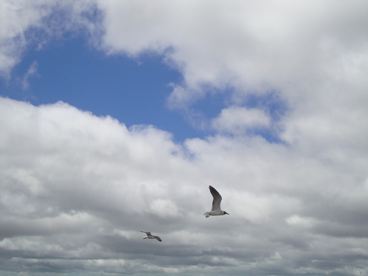 seagulls' flight