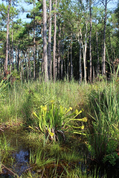 flytrap trail carnivorous plant