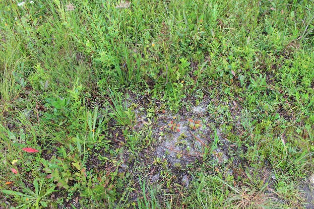 fly traps view from above