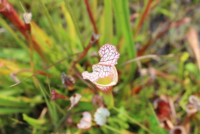 Pitcher plant beckoning its prey