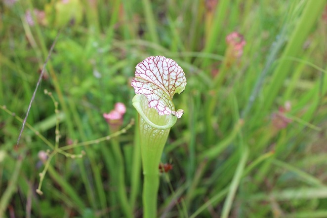 Pitcher plant