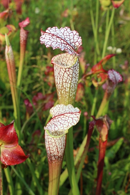 Pitcher plants