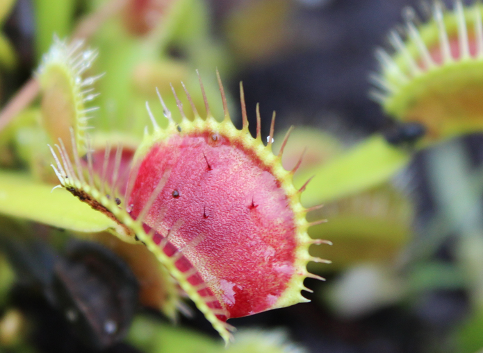 Venus Flytrap up close