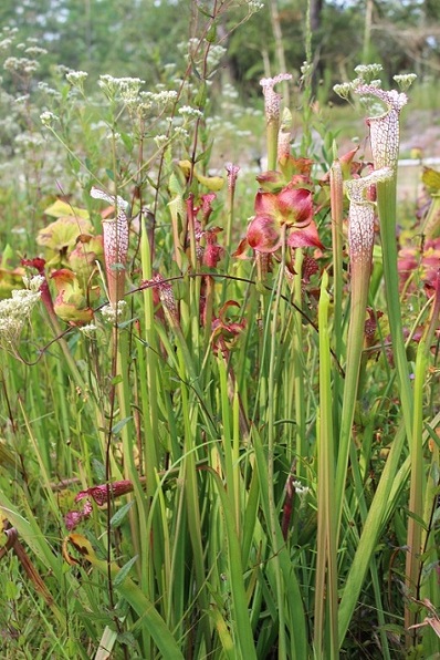 Pitcher plants