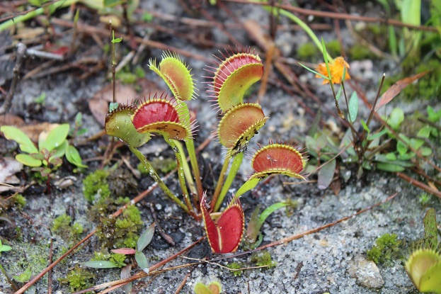 beautiful red venus fly traps