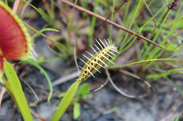 closed venus flytrap