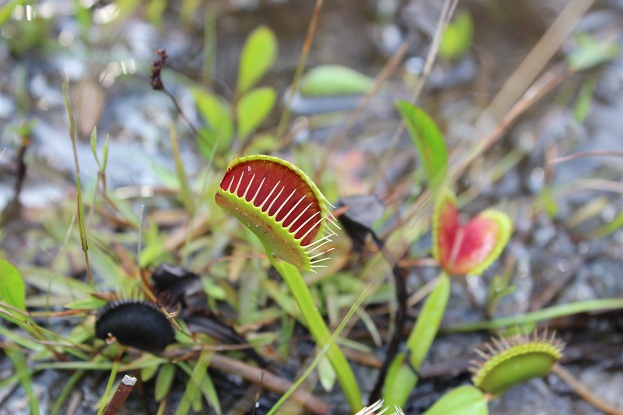 closeup of a venus flytrap