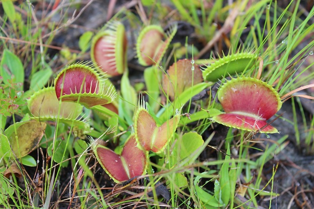 cluster of venus flytraps