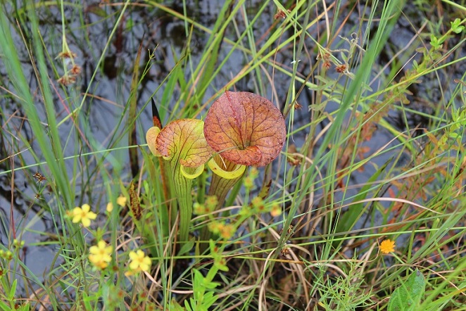 Pitcher plant