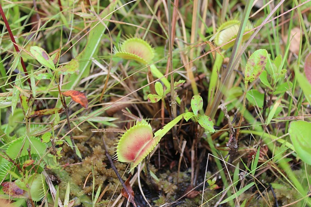 flytrap