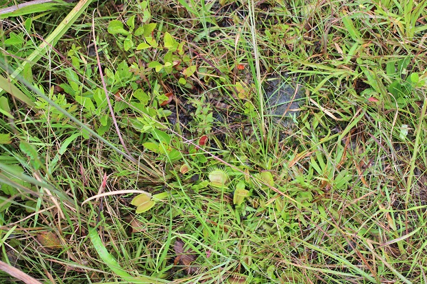 flytraps clustered on the ground