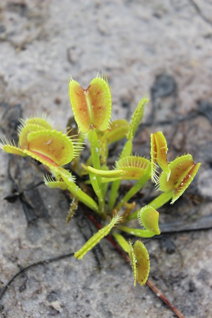 venus flytraps