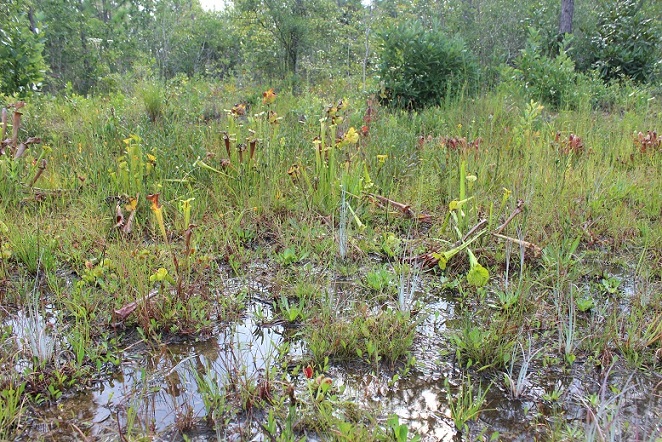 flytraps hidden in natural landscape