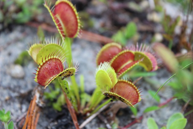 red venus flytraps in natural habitat