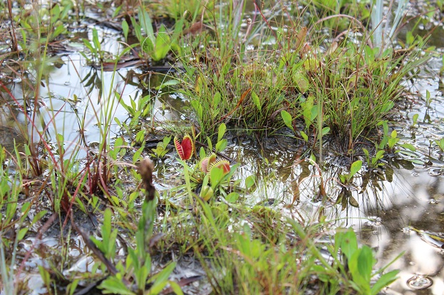 flytraps