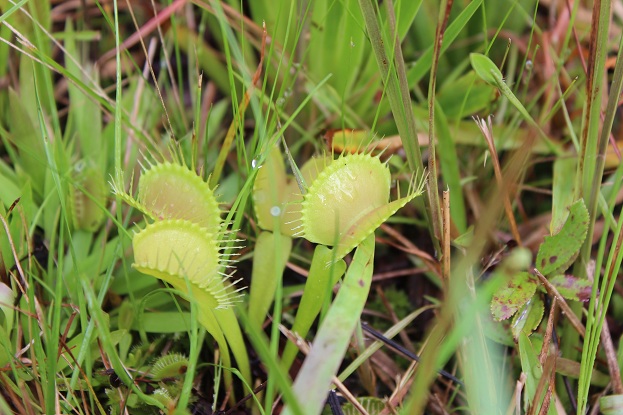 flytraps reaching