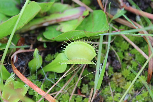 green venus flytrap