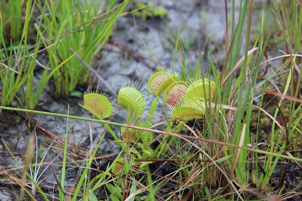 little green venus flytraps