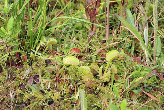 many venus flytraps