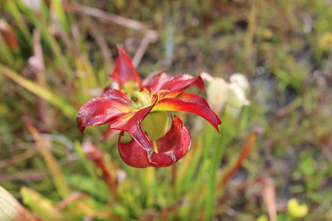 pretty unidentified plant