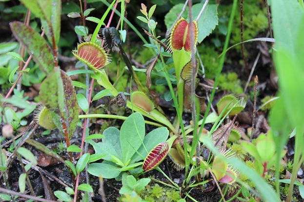 red venus flytraps