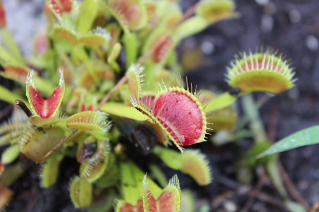 red flytraps