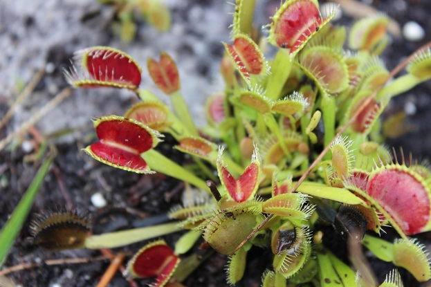 red venus flytraps in natural habitat