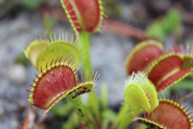 red venus flytraps up close