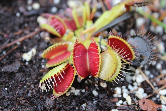 red venus flytraps