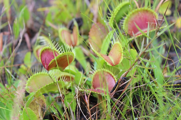 secret world of Venus Flytraps