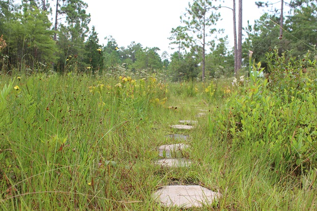 stepping stone through venus flytraps in Wilmington