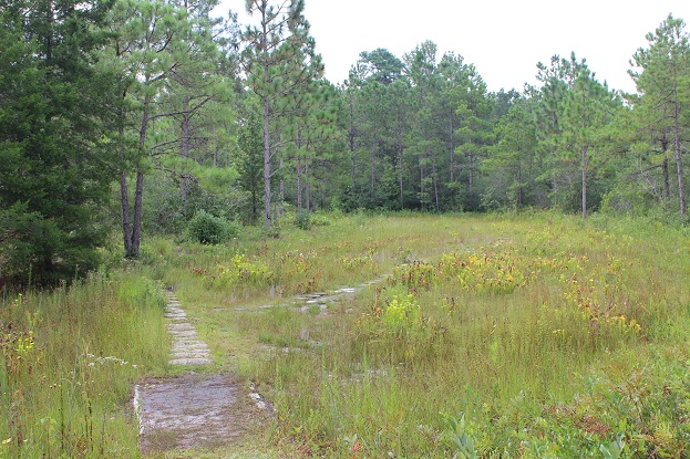 trail through the flytraps