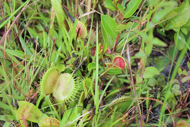 venus flytraps natural habitat