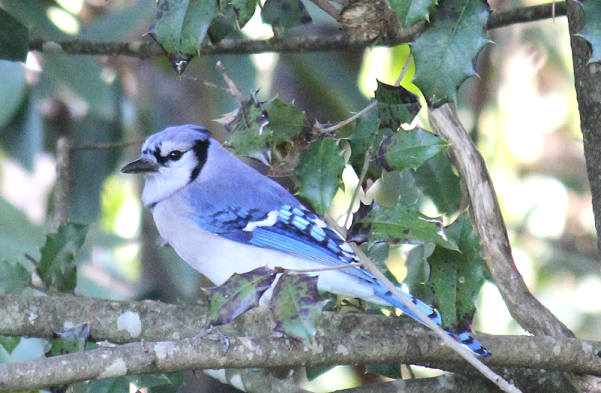 Blue Jay bird in tree springtime